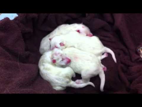 newborn samoyed puppies