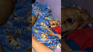 Mi perro quiere ser el único enojón 😱🐾 #dog #humor #perros