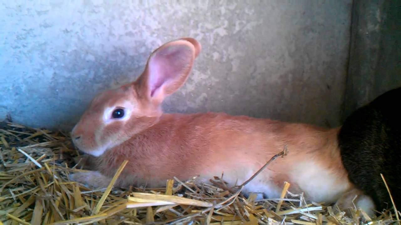 Lapin fauve de bourgogne croisé géant papillon YouTube Lapin fauve de bourgogne croisé géant papillon YouTube