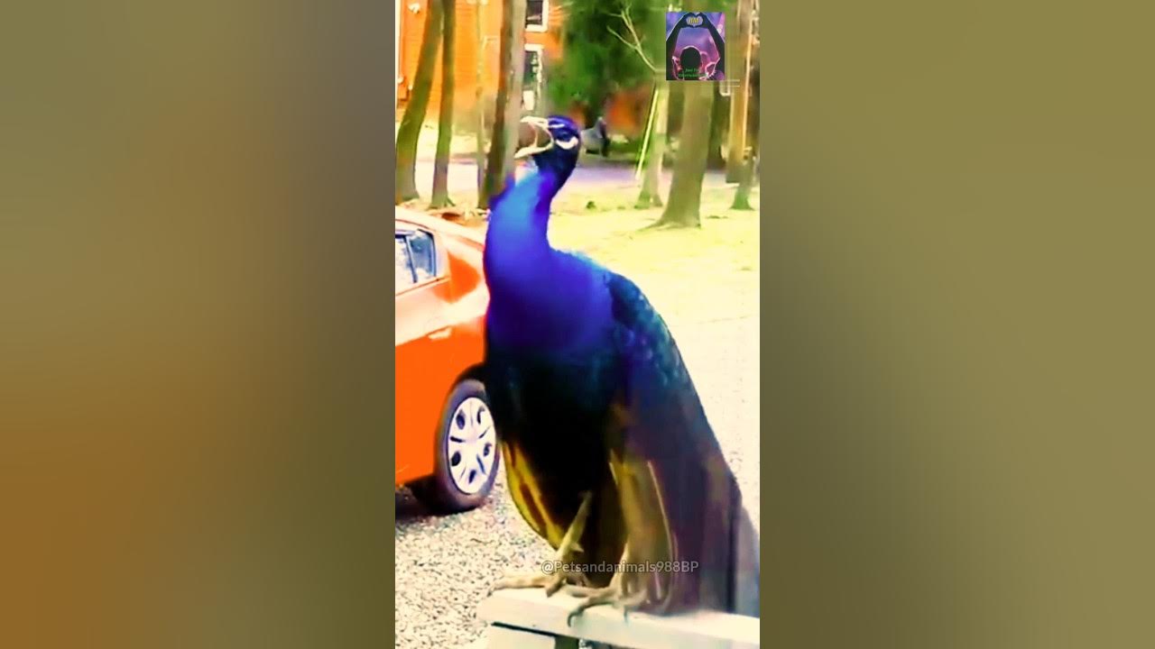 Mesmerizing Peacock Melodious Voice and Dance #peacock #birds #nature #shortvideo #shorts Mesmerizing Peacock Melodious Voice and Dance #peacock #birds #nature #shortvideo #shorts