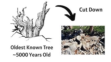 This Tree Was Older Than the Pyramids - They Cut It Down Anyway