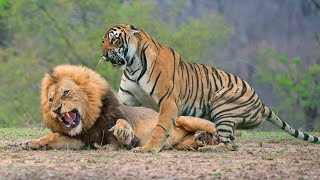 Tiger vs. Lion—Who Would Win? by IPet Guides 348 views 3 weeks ago 4 minutes, 52 seconds