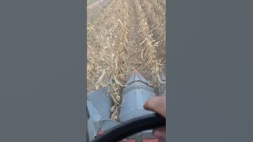 Combining corn with my Gleaner K #farming #agriculture #harvest