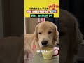 小狗挑衅主人不让喝我就喝