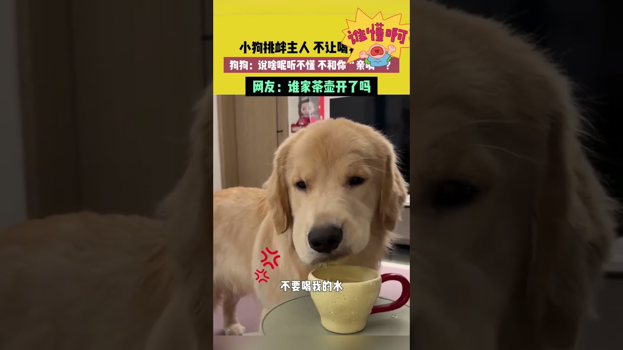 小狗挑衅主人不让喝我就喝