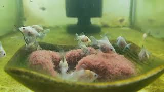 Calico Ryukin fry 1 week after transfer to 24x12x12 aquarium tank