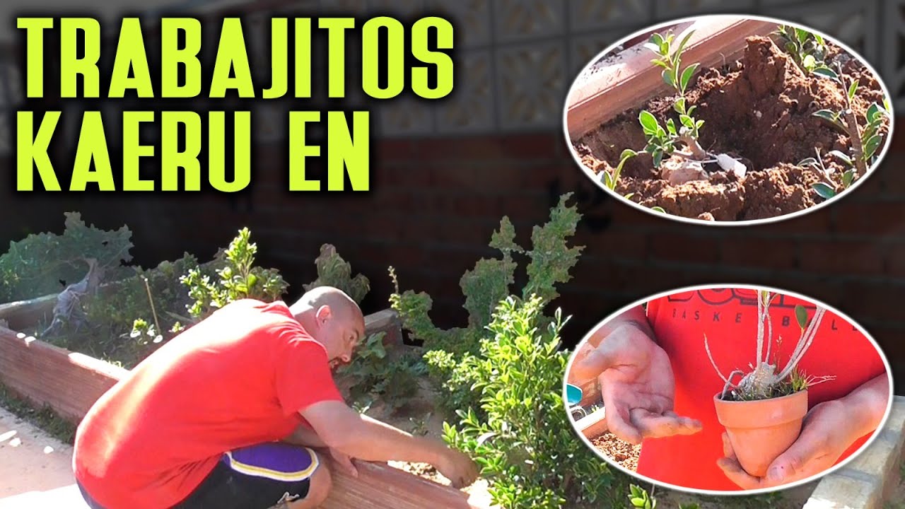 Varios trabajos de bonsai KaeruEn 蛙園 YouTube