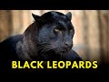 Black leopards