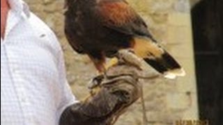 Swoop of a Harris Hawk