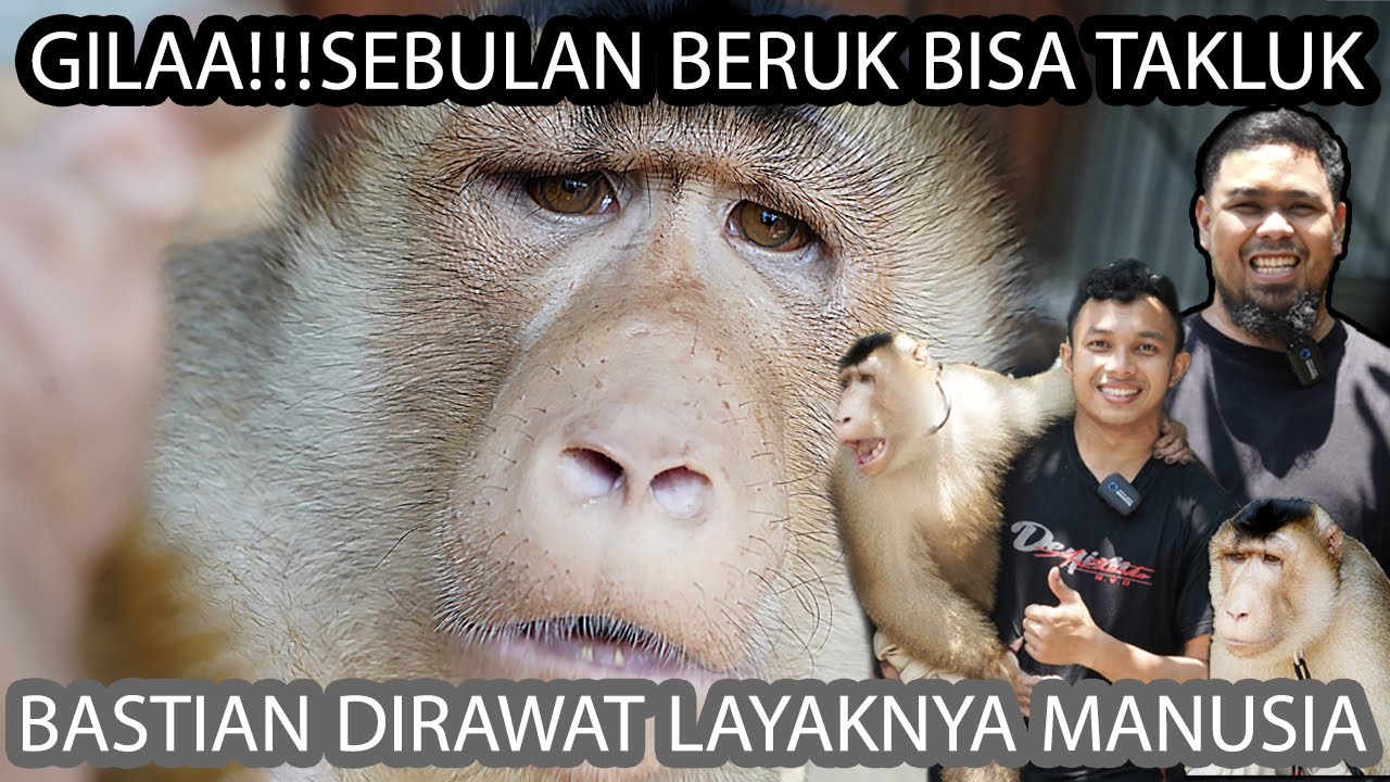 GILAA!!!SEBULAN BERUK BISA TAKLUK - BASTIAN DIRAWAT LAYAK NYA MANUSIA
