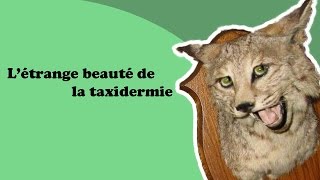 Expérience 01 - L'étrange beautée de la taxidermie