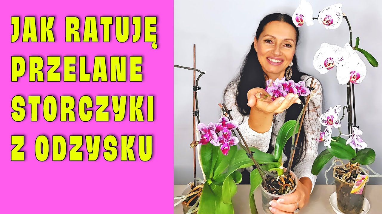 Jak Ratować Przelane Storczyki