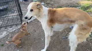 Saluki puppy plays with Taco Bell Small dog taco gets big dos puppy Saluki and princess