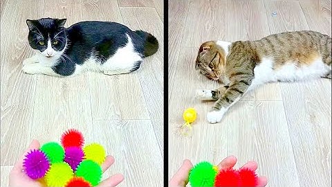 Cat Marbles Satisfying Reverse Video ASMR Funny Video