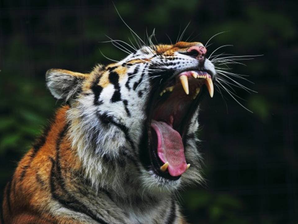 El Rugido hace Historia El tigre, el caballo y el elefante - YouTube