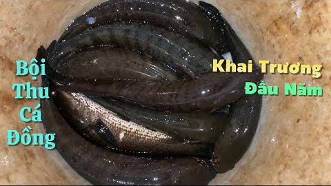 Khai trương đầu năm thả câu bội thu cá lóc nấu bửa cơm quê ai ăn cũng khoái | Cù Lao Dung Vlogs #637