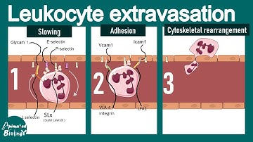 Leukocyte extravasation | Leukocyte adhesion deficiency | Extravasation of neutrophils. | Immunology