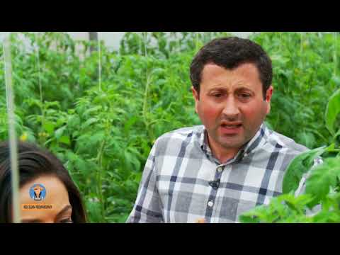 მე ვარ ფერმერი - პომიდვრის წარმოება