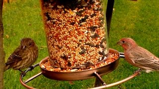 Finches eating