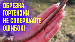 видео: НЕ СОВЕРШАЙТЕ ОШИБОК! Как ПРАВИЛЬНО обрезать МЕТЕЛЬЧАТУЮ ГОРТЕНЗИЮ ВЕСНОЙ! картинка: НЕ СОВЕРШАЙТЕ ОШИБОК! Как ПРАВИЛЬНО обрезать МЕТЕЛЬЧАТУЮ ГОРТЕНЗИЮ ВЕСНОЙ!