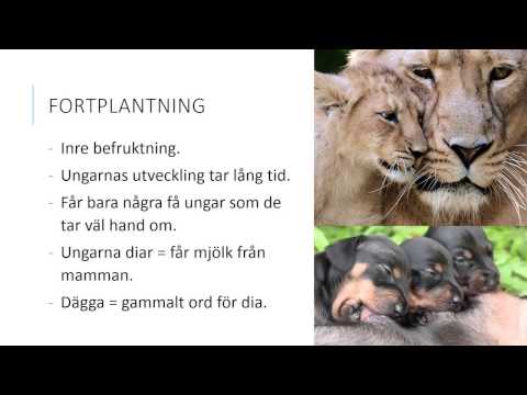 Video: Skillnaden Mellan Däggdjur Och Djur