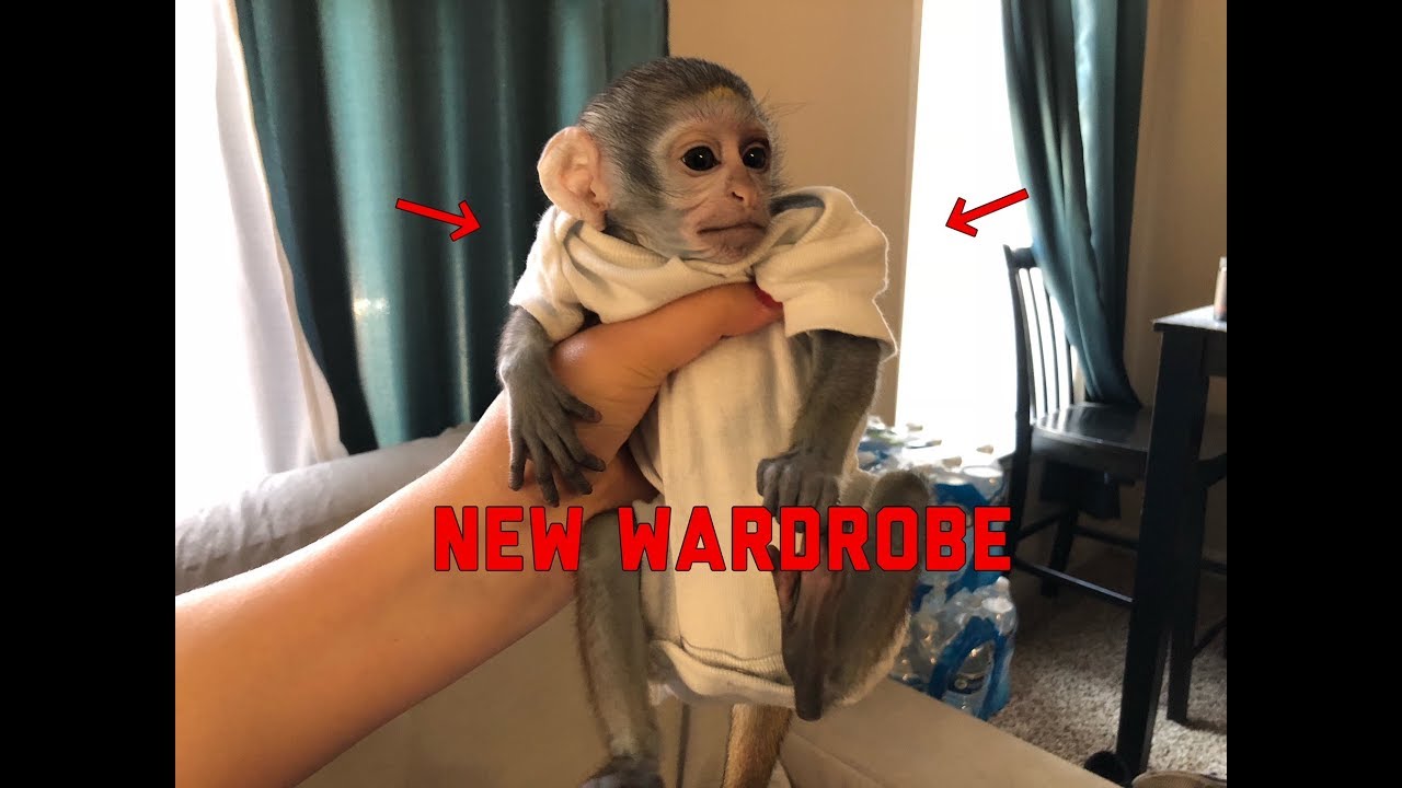 Baby Monkey Tries On Clothes Max Gets A New Wardrobe Youtube
