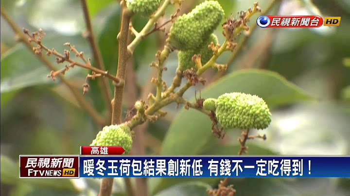 暖冬結果率僅1成5 荔枝農修剪枝葉盼來年－民視新聞 - 天天要聞