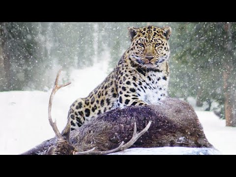 Video: Amur leopard Fjernøsten: beskrivelse, foto