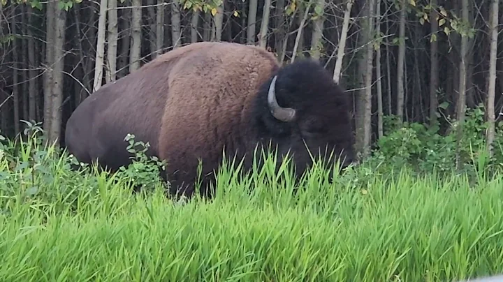 Elk Island National Park - Beautiful place to watch wildlife, and nature  🍁 🇨🇦 #elkisland