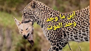 خاص القطط الكبيرة -صراع من أجل الكبرياء الحيوانات الأكثر فتكاً في أفريقيا 4 جنة المفترسات Rجديد 2023