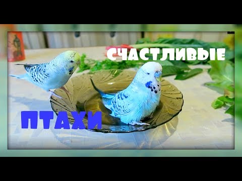 ЧУМИЗА РАСТЕТ!ПТИЦЫ ЖДУТ НАС ДОМОЙ!