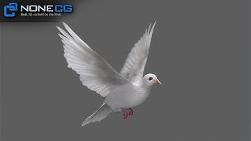 3D White Dove