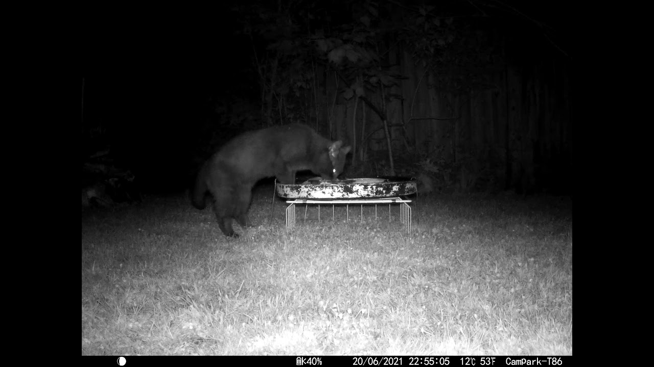 Insect & Black cat infrared in cambridge UK 20jun21 1055p