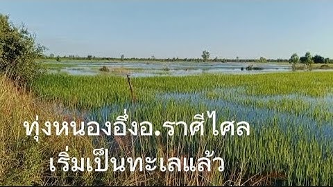 น้ำในแม่น้ำมูลไหลเข้าท่วมนาข้าวในตำบลหนองอึ่งอ.ราษีไศลจ.ศรีสะเกษเพิ่มขึ้นเรื่อยๆ3 ตุลาคม 2568