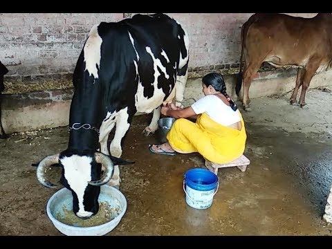 Resulta ng larawan para sa traditional way of milking cow