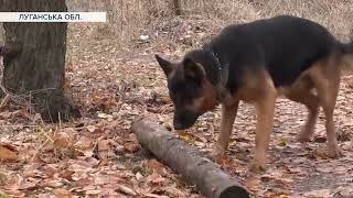 Військовослужбовці ЗСУ та їх собаки