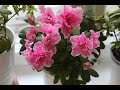 Rhododendron Simsii Flowering Цветет Азалия Симса Rhododendron Simsii Flowering Цветет Азалия Симса