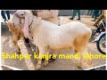 wednesday mandi desi bakra chatra kajla rajnpure bakra shahpur kanjra mandi lahore live update