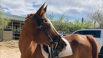 2019 USEF Training Level Test 1 & Judges Comments