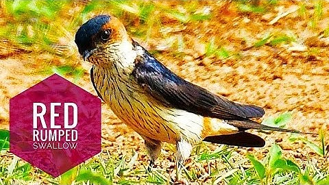 #Red_rumped_swallow_Pair#Male_Female #Nesting #Cecropis_daurica  #Lelayang_Api_Lorek_Halus #金腰燕
