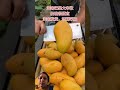 aam ki kheti #agrifuture #agriculture #youtubeshorts #trending