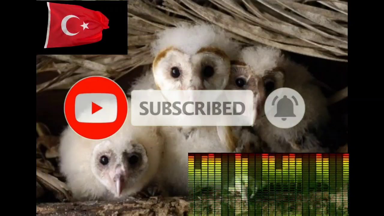 870+ Gambar Burung Jampok Terbaru