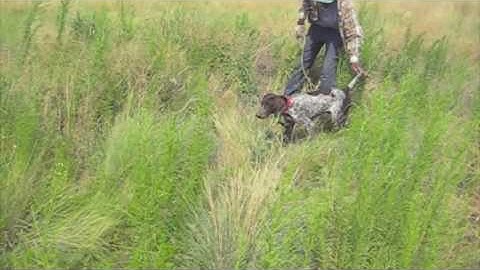 Gun-D GSP training at Reliable Kennels near Yakima, WA