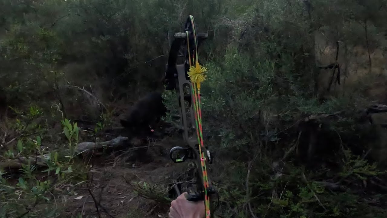 Bowhunting rutting boars. (Bow hunting nsw Australia). YouTube