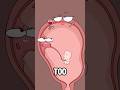 Why can't pregnant women drink alcohol?#animation #funny #shorts