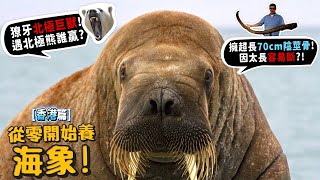 【從零開始養】海象!台灣動物園看不到!北極獠牙巨獸跟北極熊誰強?擁有超長70公分易斷?智商高會仰臥起坐?【許伯簡芝】香港海洋公園篇! by 許伯&簡芝—倉鼠人 303,157 views 10 days ago 16 minutes