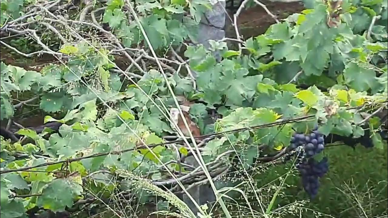 Cumbum Grapes Creeper YouTube