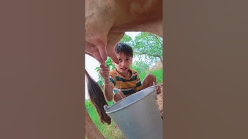 Thumbnail of choti choti gaiya ddhgddggdy #song #love #funny
