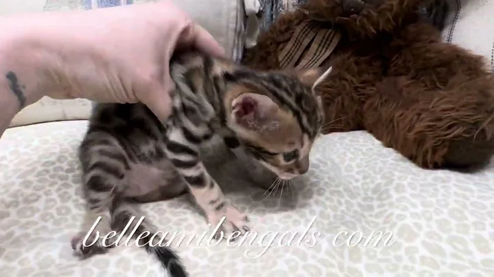 Watch the video about Emery - girl brown rosetted Bengal kitten