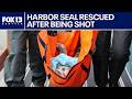 Harbor seal shot in the face in Hood Canal, WA | FOX 13 Seattle